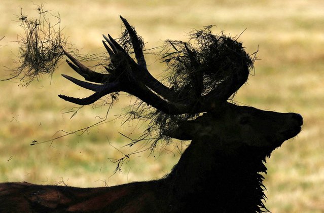 Undergrowth is entangled on the antlers of a deer stag as the annual rutting season begins, during above average seasonal temperatures, in Richmond Park, London, Britain, on September 19, 2024. (Photo by Toby Melville/Reuters)