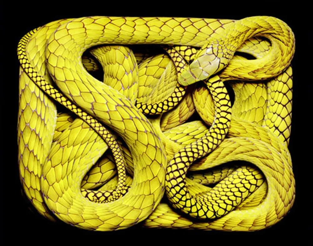Snake by Guido Mocafico