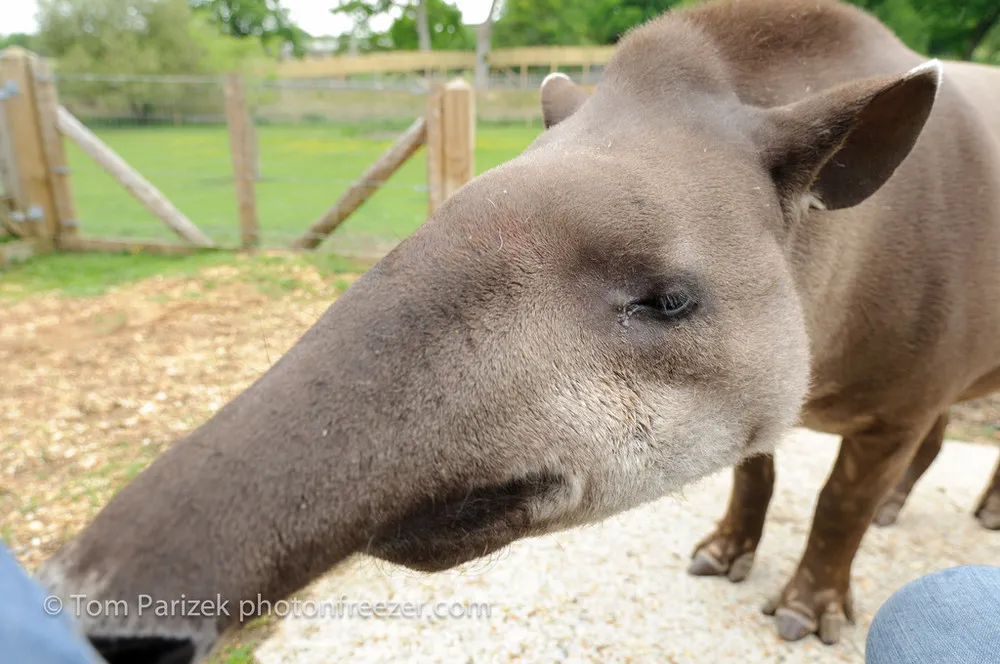 Funny Tapirs