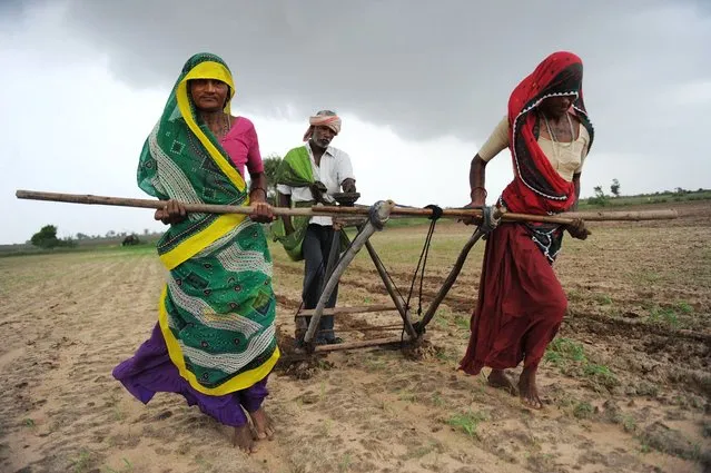 Indian farmers plough a field in preparation for sowing cotton seeds in Nani Kisol village, around 70 km from Ahmedabad