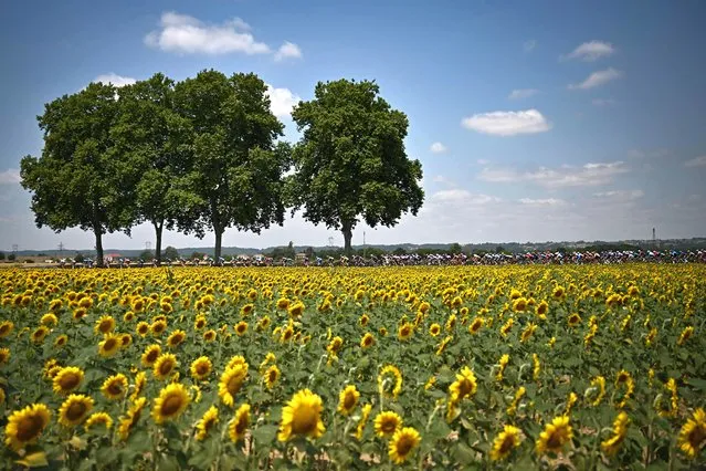 The pack of riders cycles past sunflower fields during the 17th stage of the 109th edition of the Tour de France cycling race, 129,7 km between Saint-Gaudens and Peyragudes in southwestern France, on July 20, 2022. (Photo by Anne-Christine Poujoulat/AFP Photo)