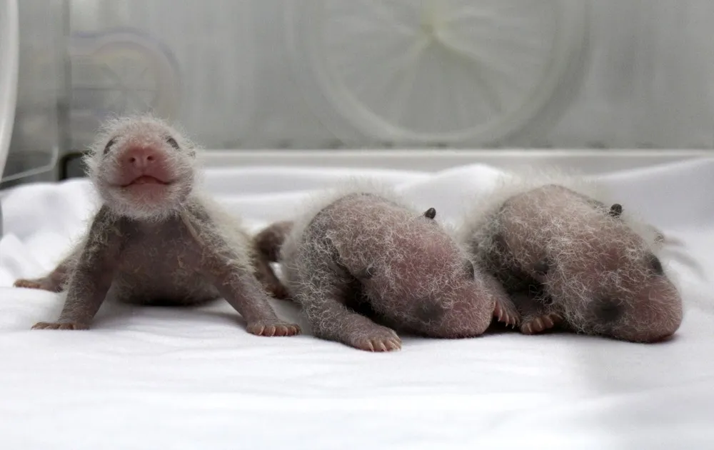 The First Surviving Panda Triplets