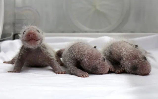 Newborn giant panda triplets, which were born to giant panda Juxiao (not pictured), are seen inside an incubator at the Chimelong Safari Park in Guangzhou, Guangdong province August 9, 2014. (Photo by Reuters/China Daily)