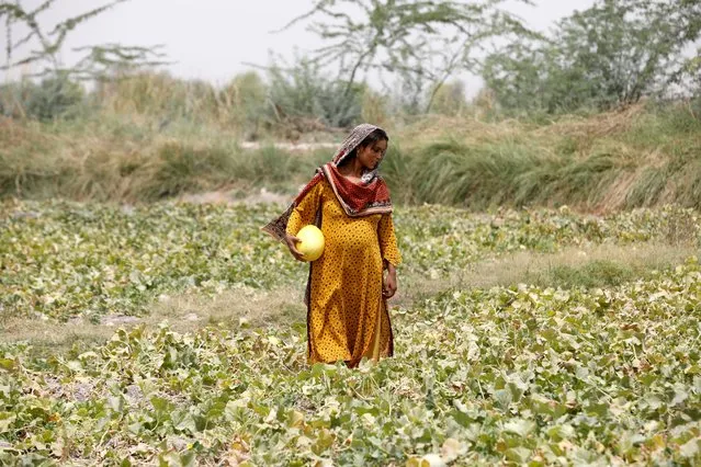 Heavily Pregnant, Sonari, collects muskmelons during a heatwave, at a farm on the outskirts of Jacobabad, Pakistan, May 17, 2022. “When the heat is coming and we're pregnant, we feel stressed”, said Sonari. (Photo by Akhtar Soomro/Reuters)