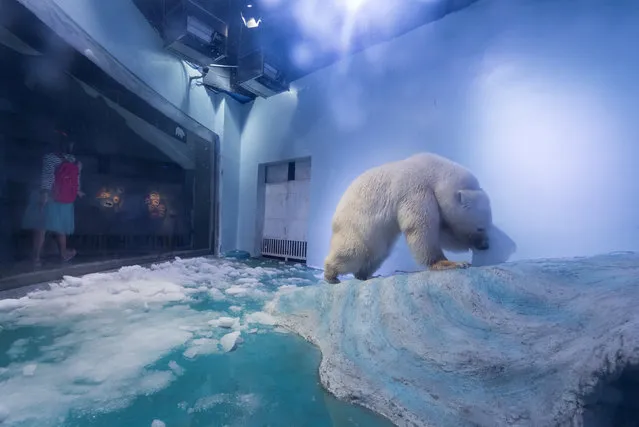 A polar bear is seen in an aquarium at the Grandview mall in Guangzhou, Guangdong province, China, July 27, 2016. (Photo by Reuters/Stringer)