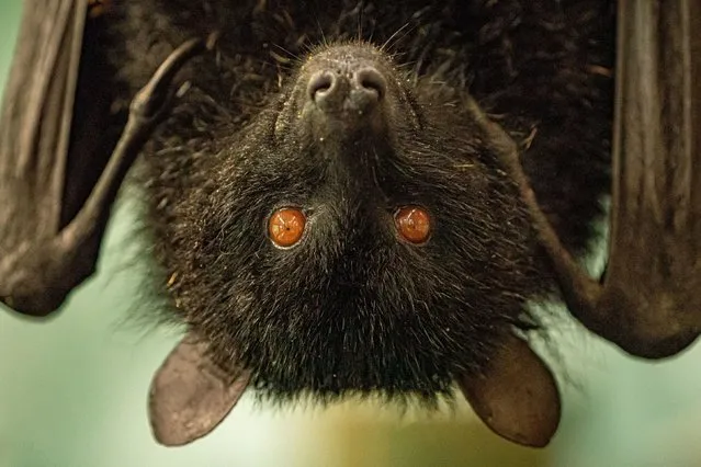 A fruit bat at Bristol Zoo Gardens on Wednesday August 31, 2022, ahead of its closure in Saturday. The attraction is to close after 186 years and is set to move to a site in south Gloucestershire after its site in Clifton was sold to cover funding shortfalls caused by the pandemic and a general fall in visitor numbers. (Photo by Ben Birchall/PA Images via Getty Images)