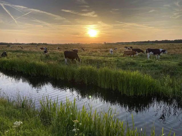 Cows graze in a typical Dutch landscape as the sun sets near Naarden, Netherlands, Sunday, July 17, 2022. Dutch farmers angry at government plans to slash emissions have been staging protest actions in a summer of discontent in the country's lucrative agricultural sector. (Photo by Peter Dejong/AP Photo)