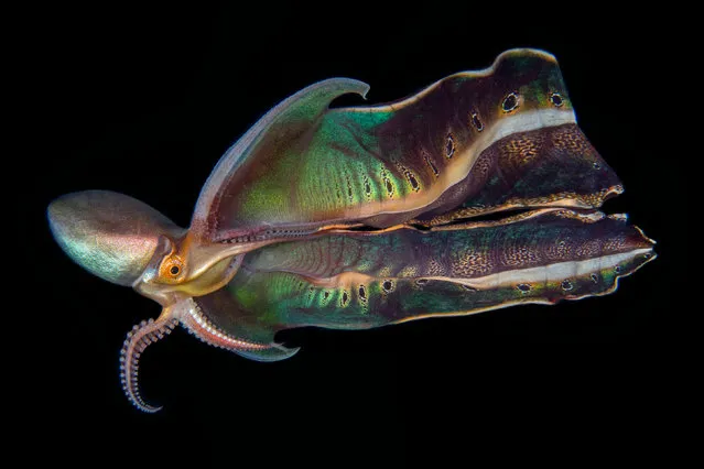 Ocean Photographer of the Year 2022 – Second place – Katherine Lu. A blanket octopus shows off its beautiful patterns and colours, Philippines. (Photo by Katherine Lu/Ocean Photographer of the Year 2022)