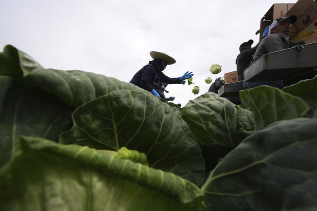Workers harvest cabbage Wednesday, March 5, 2025, on a field less than ten miles from the border with Mexico, in Holtville, Calif. (Photo by Gregory Bull/AP Photo)
