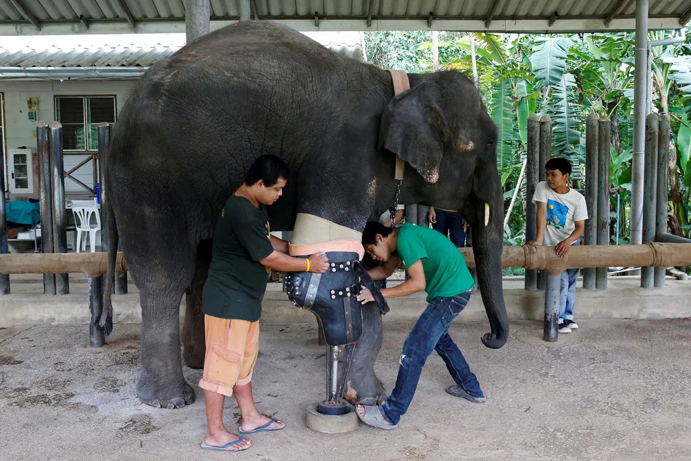 Elephant Gets New Leg