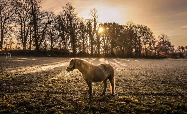 A horse in a frost covered field as the sun rises in Swillington, West Yorkshire, England on November 19, 2017. (Photo by Danny Lawson/PA Images via Getty Images)