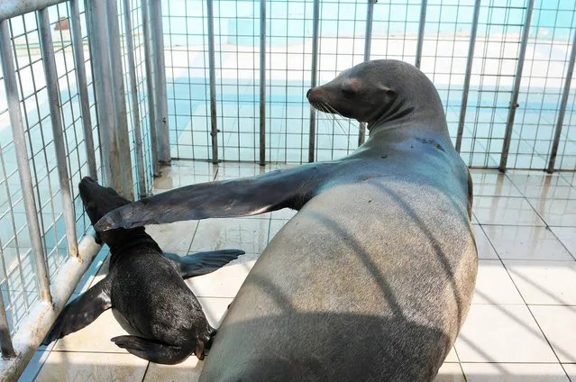 A newborn California sea lion gets a pat from its mother at Harbin Polar land in Harbin, China on August 23, 2016. The sea lion De Bei gave birth to a sea lion cub at the park on Monday. (Photo by Imago via ZUMA Press)