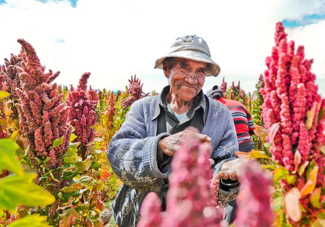 “Quinoa Farmer”. Quinoa farming in Bolivia is becoming more complicated as the global demand increases. Food First visits farmers along the banks of the Salar de Uyuni. Photo location: Bolivia. (Photo and caption by Shannon DeCelle/National Geographic Photo Contest)