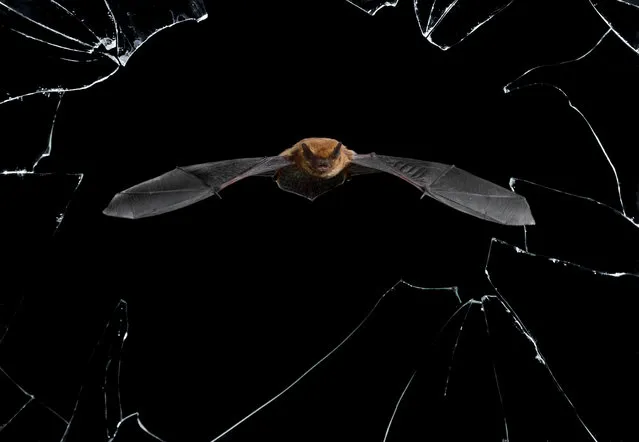 Crystal precision by Mario Cea, Spain. Every night, not long after sunset, about 30 common pipistrelle bats emerge from their roost in a derelict house in Salamanca, Spain, to go hunting. Each has an appetite for up to 3,000 insects a night, which it eats on the wing. Its flight is characteristically fast and jerky, as it tunes its orientation with echolocation to detect objects in the dark. (Photo by Mario Cea Sanchez/2016 Wildlife Photographer of the Year)
