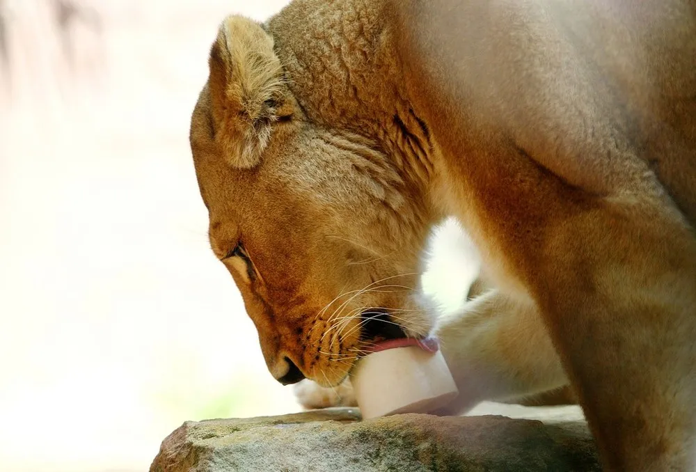 Taronga Zoo Animals Beat the Heat with Cold Treats