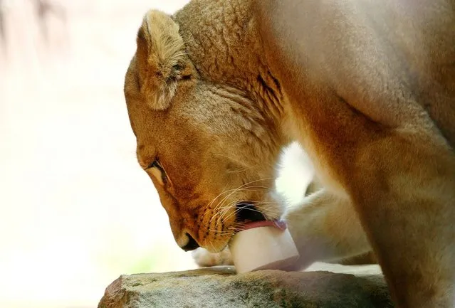 African Lion Asali is treated to a cold ice milk block at Taronga Zoo on January 8, 2013 in Sydney, Australia. Temperatures are expected to reach as high as 43 degrees around Sydney today.  (Photo by Marianna Massey)