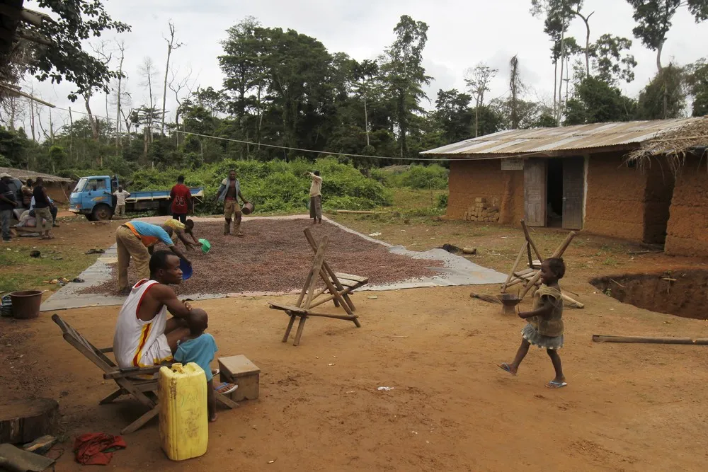 Ivory Coast Seeks to Save Forests From Illegal Cocoa Boom