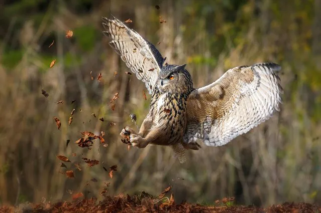 A playful owl looks to be kicking up a pile of fallen leaves as it hunts for food in Diessen, Netherlands in December 2022. (Photo by Eddie Anthonisse/Solent News & Photo Agency)