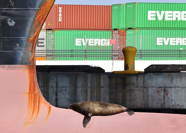 A sea lion sleeps on the bow of a container ship at the Port of Los Angeles on June 25, 2025 in Los Angeles, California. A new wave of container ships have started arriving in the Ports of Los Angeles and Long Beach amid efforts to beat potential tariff increases ahead of an August 12 deadline set by President Trump for a trade deal with China. (Photo by Mario Tama/Getty Images)