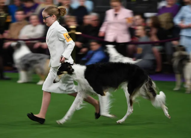 Handlers in the Junior Showmanship Preliminaries in the judging area during Day One of competition at the Westminster Kennel Club 142nd Annual Dog Show in New York on February 12, 2018. (Photo by Timothy A. Clary/AFP Photo)