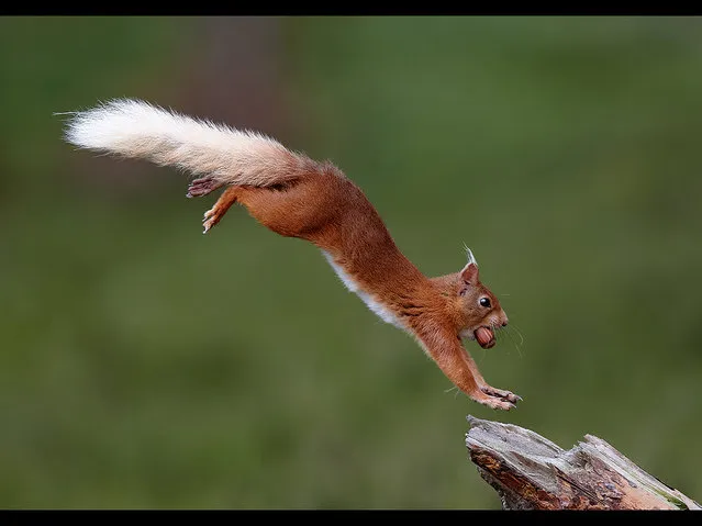 N) Squirrel Landing (Highly commended). Species = Red Squirrel. This picture was taken in the Cairngorms National Park in the summer of 2012. The area has a healthy population of Red Squirrels and a friend of mine has been feeding them for some time so I went along to photograph them. I had noticed that the squirrels would very often approach and leave the feeding area by the same route. Just out of the picture are some tall trees that the squirrels would run towards at any time they became disturbed. Having understood their preferred path I set up my camera to try and record the action of the squirrel. This picture was my favourite from a very enjoyable afternoon of photographing Red Squirrels.