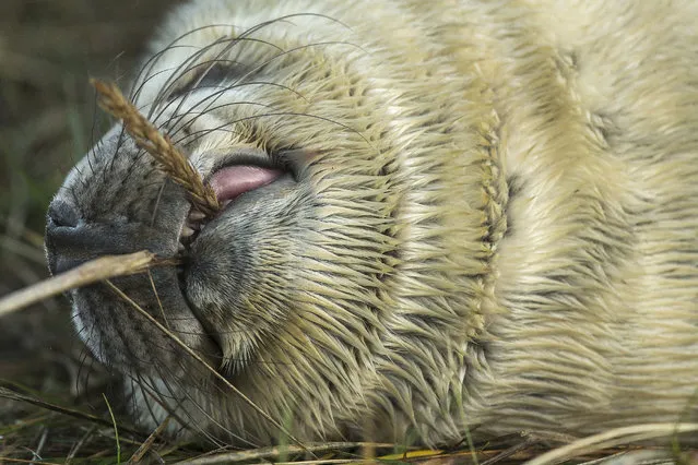 A Grey Seal pup lies in the grass at the Lincolnshire Wildlife Trust's Donna Nook nature reserve on November 24, 2014 in Grimsby, England. (Photo by Dan Kitwood/Getty Images)