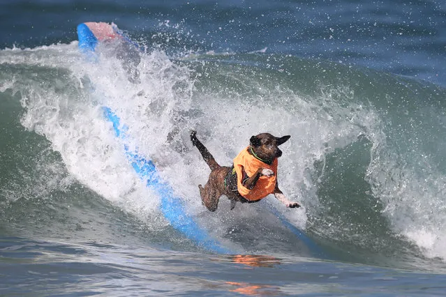 A dog wipes out during the Surf City Surf Dog competition in Huntington Beach, California, U.S., September 25, 2016. (Photo by Lucy Nicholson/Reuters)