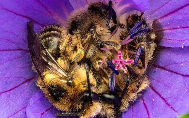 This amazing series of close up photographs show a family of bees fast asleep inside vibrantly coloured flowers in England on August, 2020. (Photo by MatthewThomas/BNPS)