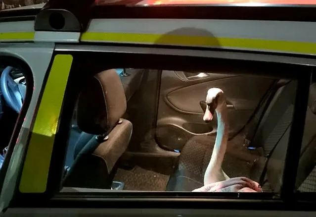 A swan that was causing chaos at Plymouth harbour had to be rescued and put in the back of a police car on February 2, 2023. The bird was spotted waddling around the area, where it was reportedly removed by a drunk man yesterday (February 1). Officers from Devon and Cornwall Police on Twitter said the swan was then involved in a collision on Mutley Plain. After this, officers placed it in the back of the car. (Photo by Plymouth Police/South West News Service)