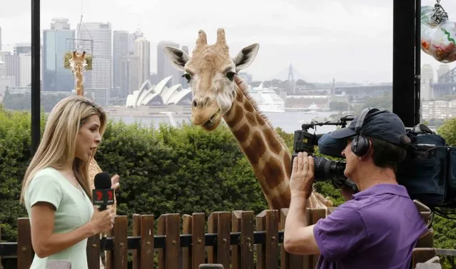 Local TV reporter Samantha Brett attracts the attention of a young giraffe, as it eats a “Christmas present” of food treats, during a Christmas-themed feeding session at Sydney's Taronga Park Zoo, December 9, 2014. (Photo by Jason Reed/Reuters)