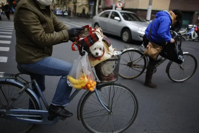 A woman carries a dog inside a basket on her bike along a busy street in downtown Shanghai, December 7, 2014. (Photo by Carlos Barria/Reuters)