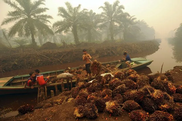 A worker unloads palm fruit at a palm oil plantation in Peat Jaya, Jambi province on the Indonesian island of Sumatra September 15, 2015 in this file photo taken by Antara Foto. Palm yields in Indonesia's key producing areas are expected to fall as much as 20 percent in the first half of 2016 due to an ongoing El Nino weather event, although total annual output may remain steady as new plantations mature, a Reuters survey shows. (Photo by Wahyu Putro A./Reuters/Antara Foto)