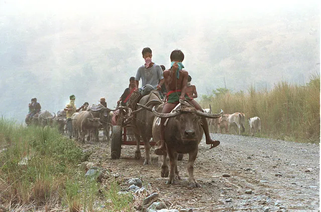 Residents, covering their noses, flee their homes on their water buffalos near the slopes of Mount Pinatubo, northwest of Botolan, Philippines, after the volcano erupted Wednesday, June 12, 1991. Volcanic activity began on Mount Pinatubo June 9, followed by three major explosions today with ash flow covering a wide area. (Photo by Pat Roque/AP Photo)