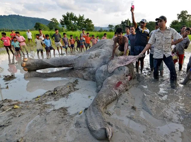 Veterinarians tend to a wounded male elephant, who according to forest officials was shot at and injured by suspected poachers, inside a paddy field in Nagaon district of northeastern state of Assam, India, October 13, 2016. (Photo by Anuwar Hazarika/Reuters)