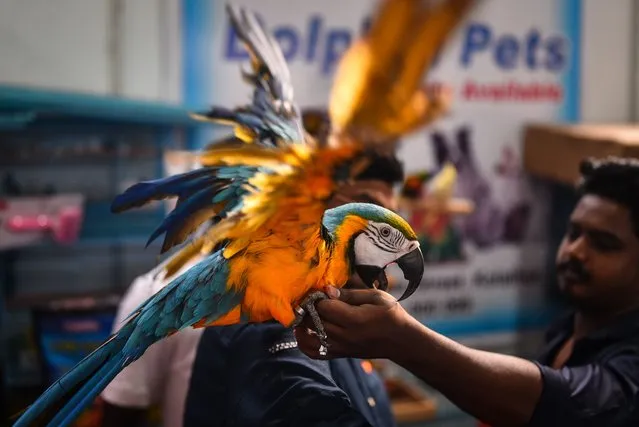 A visitor holds a macaw during the PetXpo Chennai 2023 pet exhibition, in Chennai, India, 26 March 2023. The two-day pet expo organized by the pet industry aims at presenting products as well as giving pet enthusiasts the opportunity to socialize and bond with pets. (Photo by Idrees Mohammed/EPA/EFE/Rex Features/Shutterstock)
