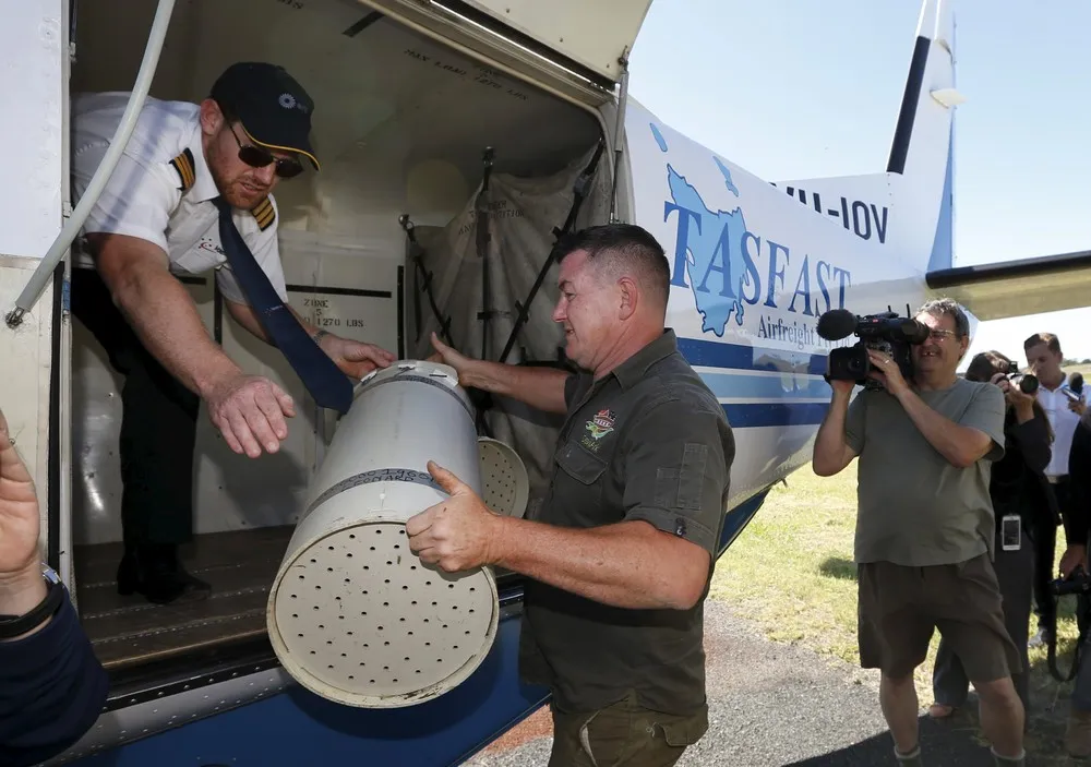 Tasmanian Devils Come Home