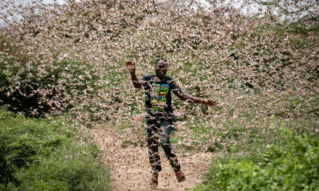 A local farmer Theophilus Mwendwa runs through a swarm of desert locusts to chase them away in the bush near Enziu, Kitui County, some 200km east of the capital Nairobi, Kenya, 24 January 2020. Large swarms of desert locusts have been invading Kenya for weeks, after having infested some 70 thousand hectares of land in Somalia which the United Nations Food and Agriculture Organisation (FAO) has termed the “worst situation in 25 years” in the Horn of Africa. FAO cautioned that it poses an 'unprecedented threat' to food security and livelihoods in the region. (Photo by Dai Kurokawa/EPA/EFE)