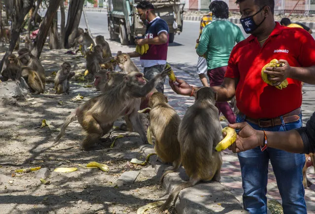 Men give bananas to monkeys gathered on the side of the road as India remains under an unprecedented lockdown over the highly contagious coronavirus (COVID-19) on April 08, 2020 in New Delhi, India. Wild animals, including monkeys, are roaming human settlements in India as people are staying indoors due to the 21-day lockdown. With India's 1.3 billion population and tens of millions of cars off the roads, wildlife is moving towards areas inhabited by humans. Wild animals in many countries have been seen roaming streets. A study says some 60 percent of the new diseases found around the globe every year are zoonotic, meaning they originate in animals and are passed on to humans. COVID-19 is a zoonotic disease that is suspected to have come from the wet markets of Wuhan, China. (Photo by Yawar Nazir/Getty Images)