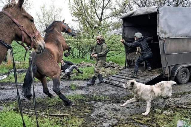 Ukrainian soldiers and volunteers try to load horses into a truck to evacuate them from an abandoned horse farm in war-hit Avdiivka, Donetsk region, Ukraine, Tuesday, April 25, 2023. (Photo by Libkos/AP Photo)