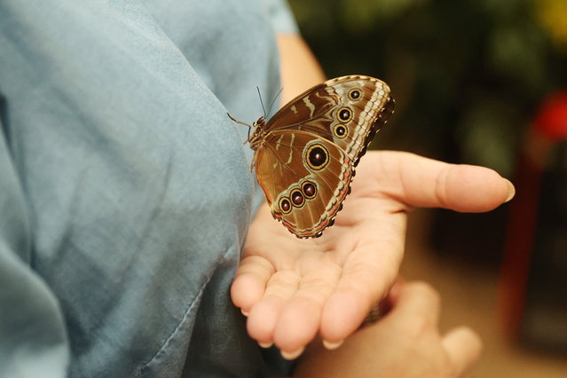 A butterfly sits on a person's shirt at the Palm House in Lodz, central Poland, 04 August 2024. An exhibition featuring butterflies from different parts of the world and incubators with butterfly cocoons stored in them opened to visitors at the Palm House until the end of August. Photo by Marian Zubrzycki/EPA)