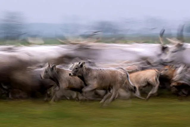 A herd of Hungarian Grey cattle is driven from its winter habitat to its summer pasture in the grassland of Hortobagy National Park, northeastern Hungary, 25 April 2023. The herds of this indigenous Hungarian breed will remain in the pastures until late October. (Photo by Istvan Derencsenyi/EPA)