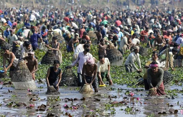 Indian villagers participate in community fishing during the Bhogali Bihu celebration at Goroimari Lake in Panbari village, some 50 kms from Guwahati, on January 14, 2015. Bhogali Bihu is a harvest festival celebrated in India's northeastern Assam state which starts on January 14. (Photo by Biju Boro/AFP Photo)