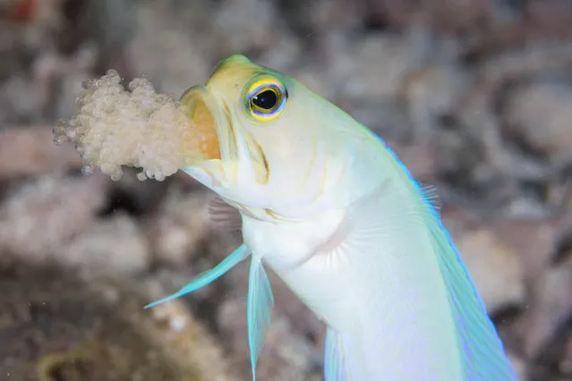 “Opistognathus aurifrons”. A male yellow-headed jawfish aerates the young eggs he carries in his mouth. Location: Little Cayman, Cayman Islands. (Photo and caption by Sabrina Li/National Geographic Traveler Photo Contest)