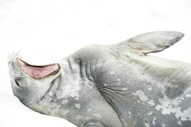 A Weddell seal luxuriates near the Gonzalez Videla base, an inactive Chilean research station in Antarctica in May 2023. The species was named in the 1820s during expeditions led by the British sealing captain James Weddell. (Photo by Isabel Jauss/Media Drum Images)