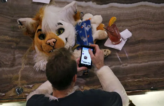 An attendee checks his phone at the Midwest FurFest in the Chicago suburb of Rosemont, Illinois, United States, December 4, 2015. (Photo by Jim Young/Reuters)