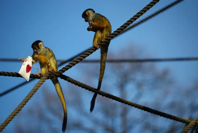 Black capped squirrel monkeys are fed treats from Valentines Day themed bags during a photo-call at ZSL London Zoo in London, Britain, February 10, 2021. (Photo by Hannah McKay/Reuters)