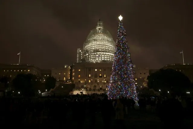 The U.S. Capitol Christmas Tree stands after the lighting ceremony on Capitol Hill in Washington, United States, December 2, 2015. (Photo by Joshua Roberts/Reuters)