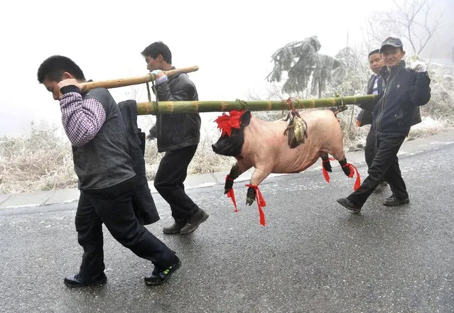 Residents carry a slaughtered pig with a bamboo pole as they walk home on a street, which was shut to traffic due to ice, in Leishan county, Guizhou province January 31, 2015. Blizzards and icy rain that lasted for several days at the end of January have disrupted traffic, collapsed houses and decimated crops in central Chinese provinces, Xinhua News Agency reported. (Photo by Reuters/Stringer)