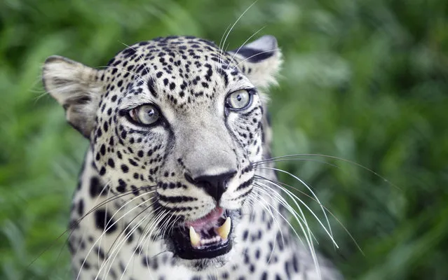 Leopard Spoti, 4 years, sits in front of the camera in Breeding Center Wildlife in Sharjah, United Arab Emirates, on August 7, 2013. (Photo by Kamran Jebreili/AP Photo)