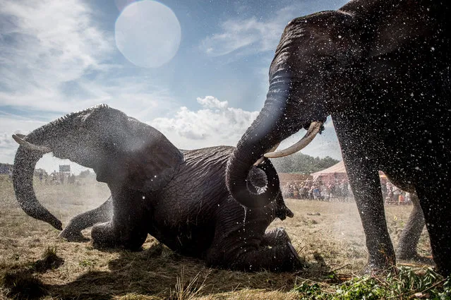 Elephants of Cirkus Arene are cooled off with a water spreaded by local firefighters in Gilleleje, Denmark, 02 August 2018. A spell of heat weather is going through Europe with temperatures over 30 degrees Celsius. (Photo by Mads Claus Rasmussen/EPA/EFE)